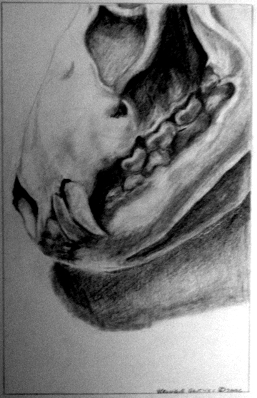 critter skull pencil drawing